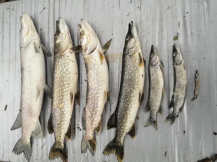 Largest Fish Kill Of Year Linked To Heatwave's Water Temperatures