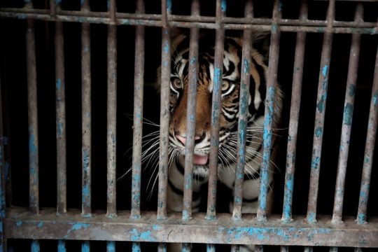 Tigers At Indonesian Zoo Recovering From Coronavirus