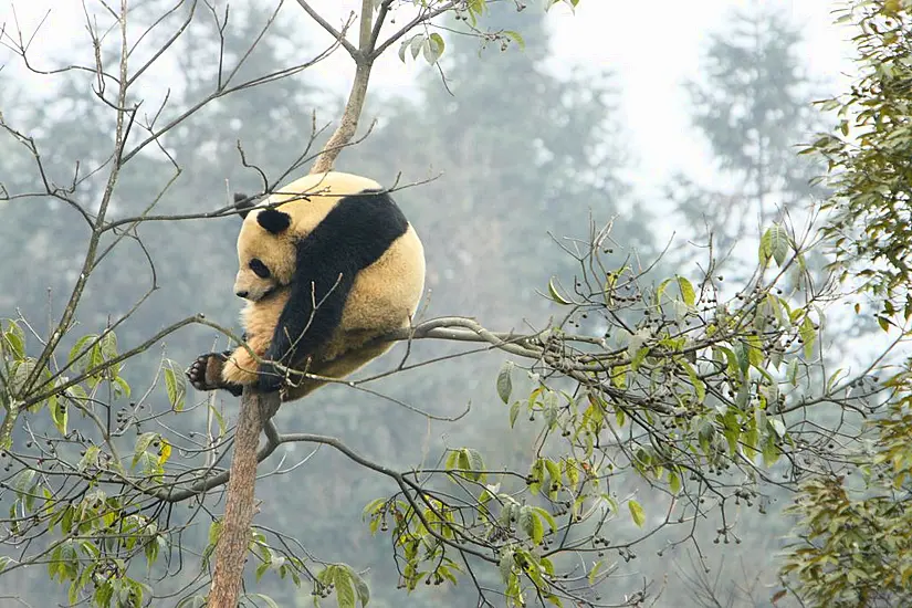 French Zoo Celebrates Birth Of Twin Giant Panda Cubs