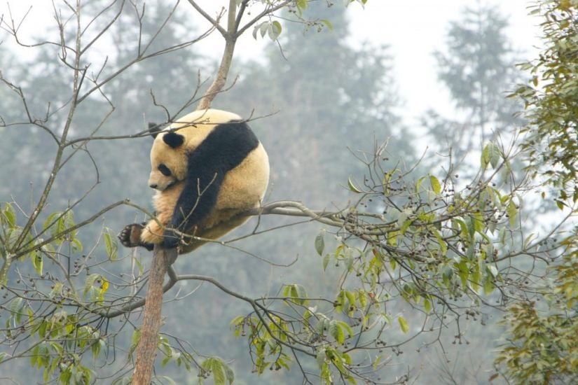 French Zoo Celebrates Birth Of Twin Giant Panda Cubs