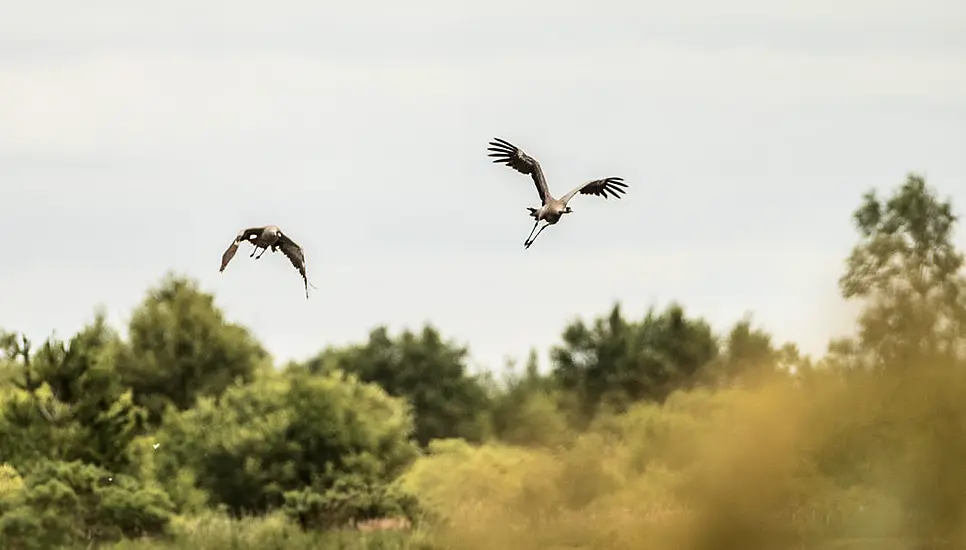 Ireland’s First Common Crane Chicks For 300 Years Feared Dead