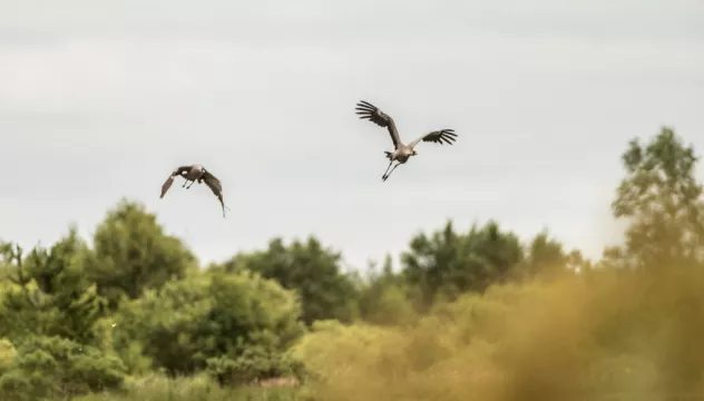 Ireland’s First Common Crane Chicks For 300 Years Feared Dead