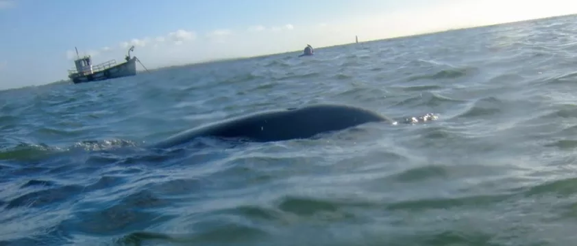 Public Urged To Keep Distance From Dolphin Finn Living In Carlingford Lough