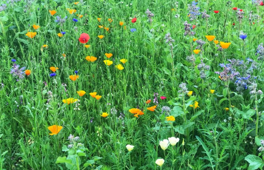 How Rewilding Can Boost Your Garden – And Your Life