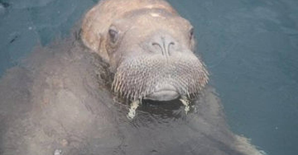 wally the walrus