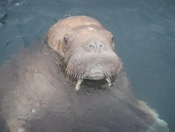 Footage Captured Of Wally The Walrus On Waterford Visit After European Tour