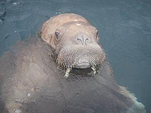 Public Asked To Keep Distance From &#039;Stressed And Agitated&#039; Wally The Walrus