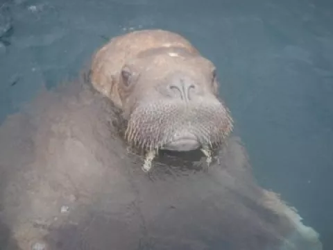Public Asked To Keep Distance From 'Stressed And Agitated' Wally The Walrus