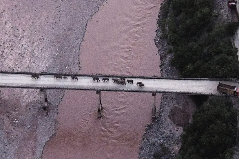 China’s Wandering Elephants May Finally Be Heading Home