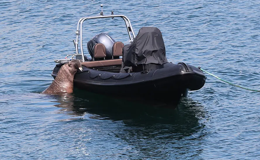 Public Urged To Keep Distance From Wally The Walrus Along Cork Coast