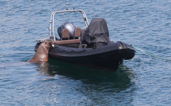 Public Urged To Keep Distance From Wally The Walrus Along Cork Coast