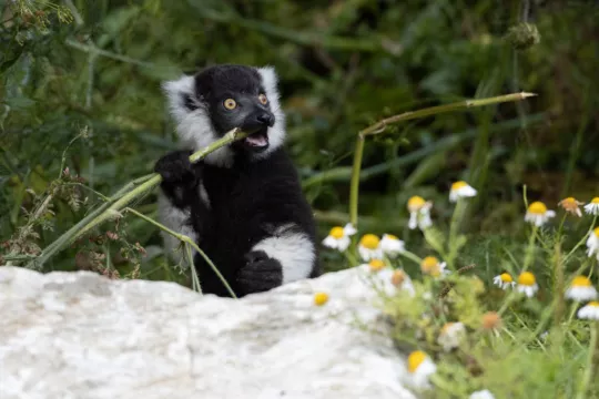 Fota Wildlife Park Welcomes Three Critically Endangered Lemur Babies