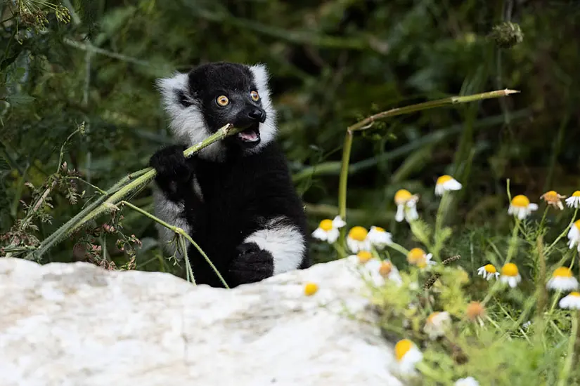 Fota Wildlife Park Welcomes Three Critically Endangered Lemur Babies