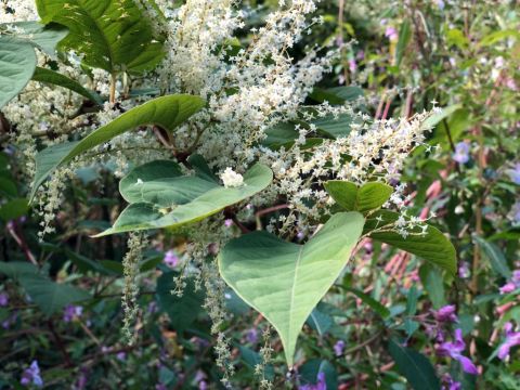Galway Researchers Uncover Potential Way To Control Japanese Knotweed