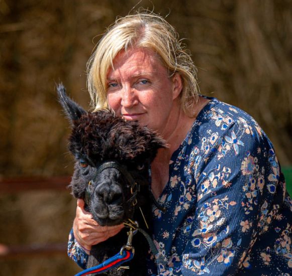 Famous Alpaca Geronimo’s Life ‘Safe For Now’
