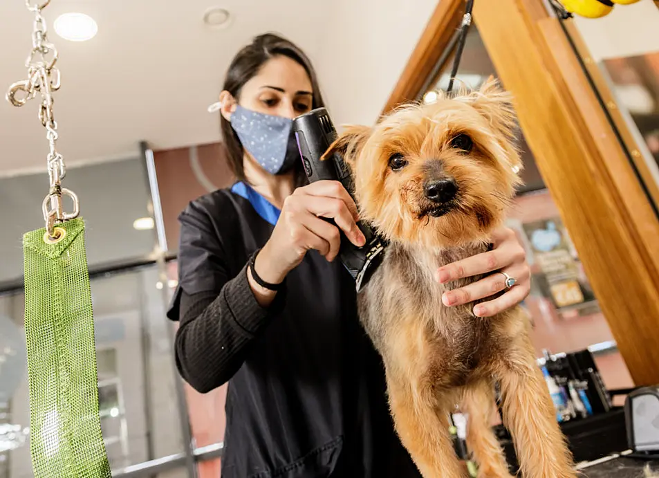 Dog Grooming at Petmania • Book online today!