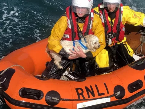 Dunmore East Rnli Rescues Dog After 30M Cliff Fall