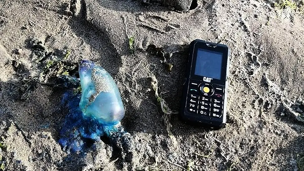 Venomous Portuguese Man O'war Spotted On Cork Beaches