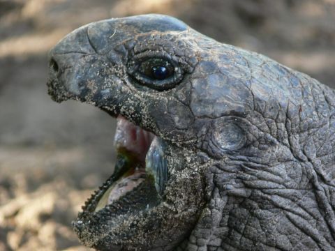 ‘Vegetarian’ Giant Tortoise Filmed Attacking And Eating Baby Seabird