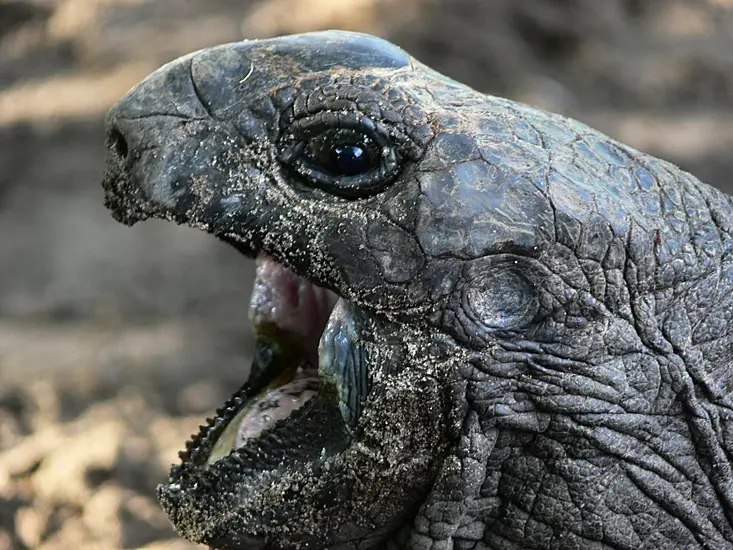 ‘Vegetarian’ Giant Tortoise Filmed Attacking And Eating Baby Seabird