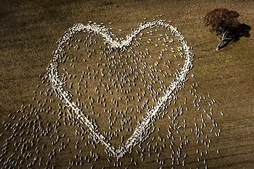 Australian Farmer Mourns Beloved Aunt By Arranging Sheep In Shape Of A Heart