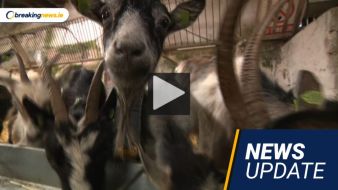 Video: Kerry Tragedy, Confidence In Coveney And Fire-Fighting Goats