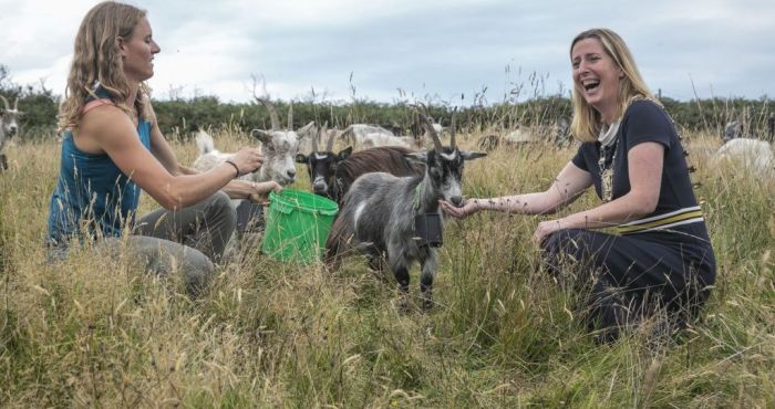Irish goats deployed to protect Howth from wildfires