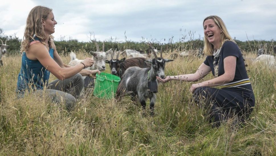 Squad Of 25 Fire-Fighting Goats Released In Howth