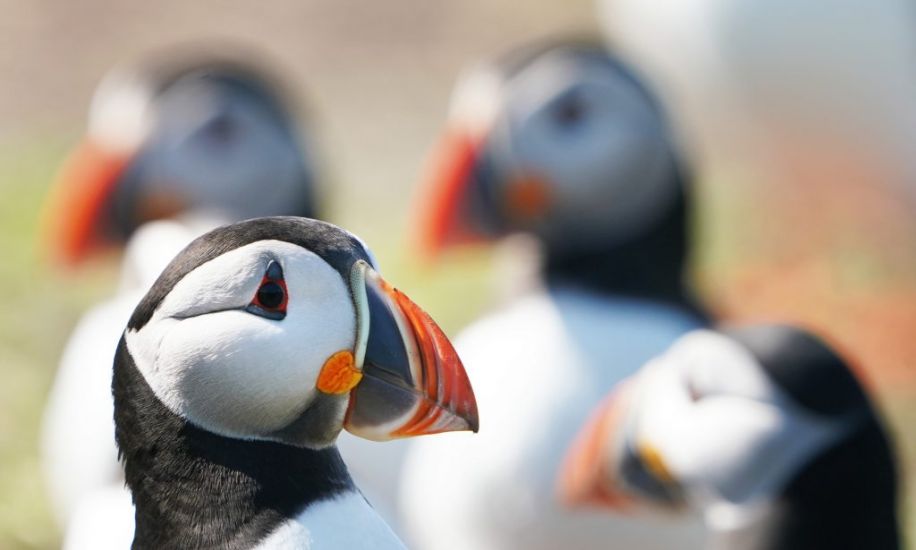 Plan To Eradicate Rats And Ferrets In Bid To Save Island’s Seabirds