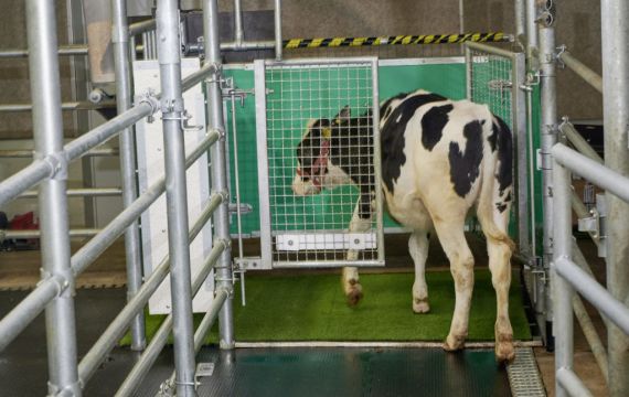 Cows Potty-Trained In Bid To Tackle Climate Change