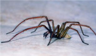Seven Ways To Get Spiders Out Of Your House – And Expert Advice On Whether They Actually Work