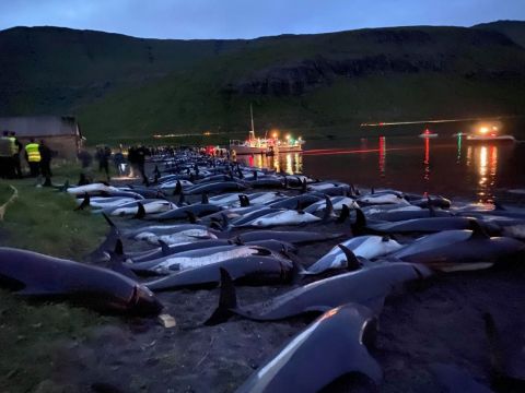 Slaughter Of Dolphins On Faroes Sparks Debate On Traditions