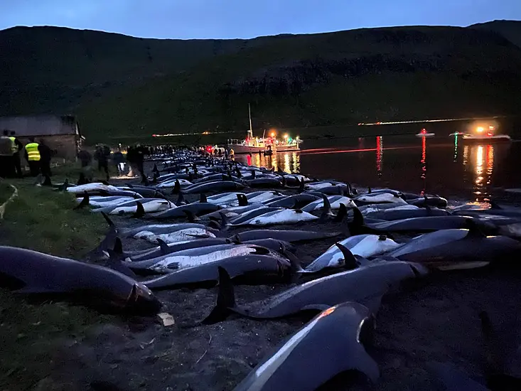 Slaughter Of Dolphins On Faroes Sparks Debate On Traditions