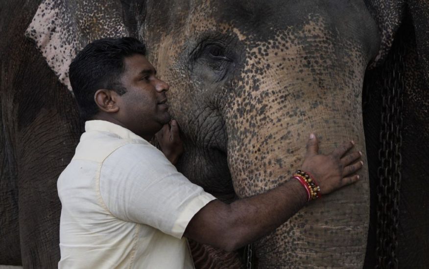 Sri Lanka Conservationists Fight Elephant Smuggling In Court