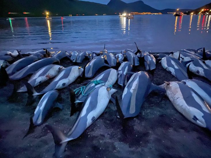 Faroe Islands Government To Review Hunt Rules After Dolphin Slaughter