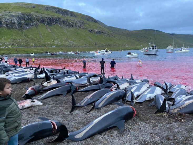 Faroese Salmon Exporter Joins Condemnation Over Dolphin Hunt