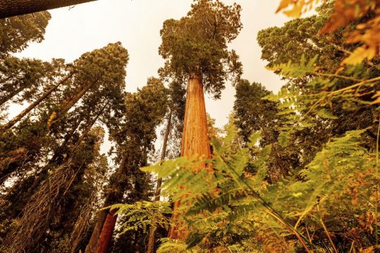 Famous Giant Trees Unharmed By Sequoia National Park Fire