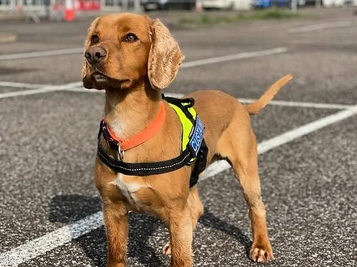 Detector Dogs Maggie And Wilson Uncover 300,000 Cigarettes In Bags At Dublin Airport