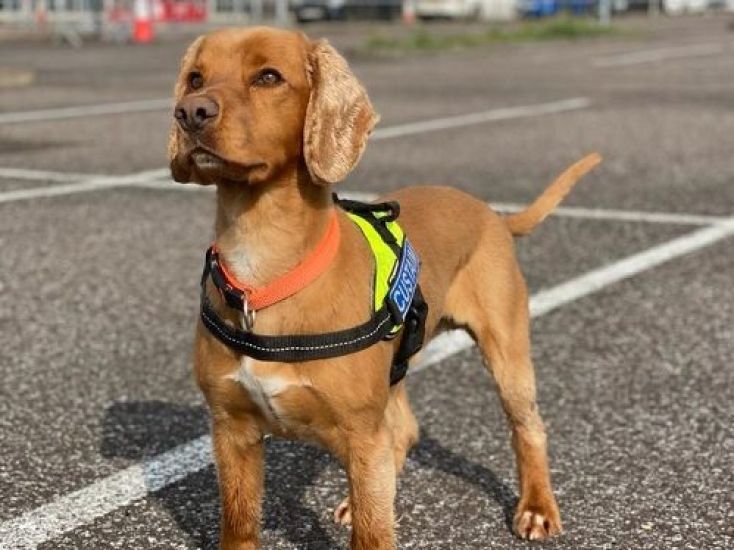 Detector Dogs Maggie And Wilson Uncover 300,000 Cigarettes In Bags At Dublin Airport