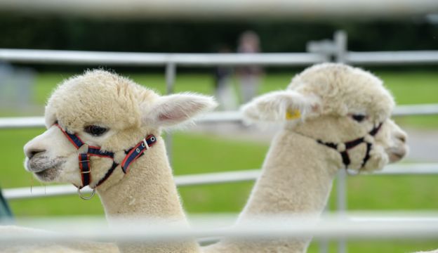 Alpacas In Tuxedos Back On Wedding Guest Lists