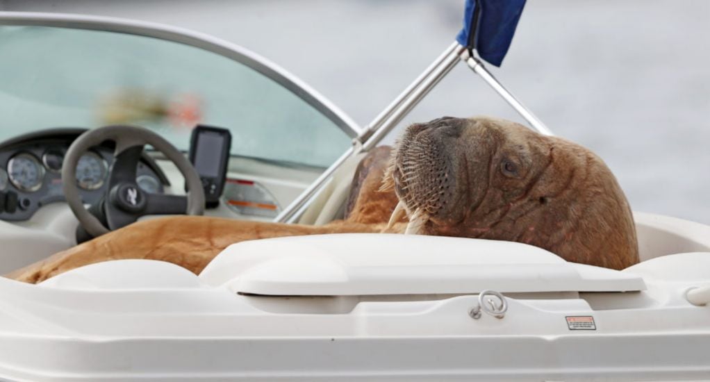 Wally The Walrus Spotted In Iceland