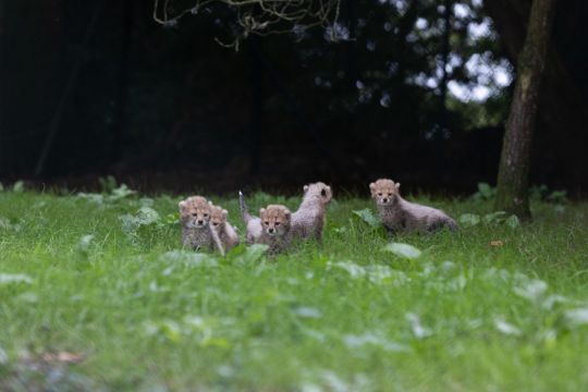 Five Endangered Cheetah Cubs Born At Fota Wildlife Park
