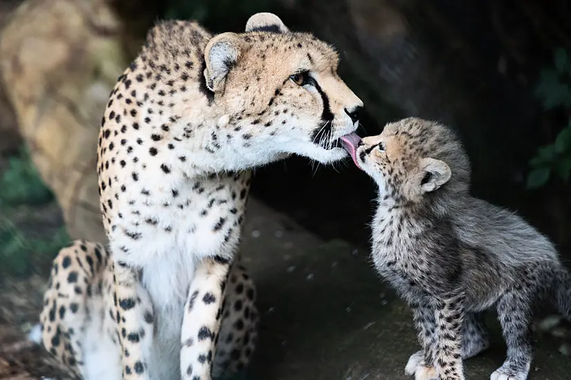 'Staycationers' Soften Pandemic Blow For Fota Wildlife Park