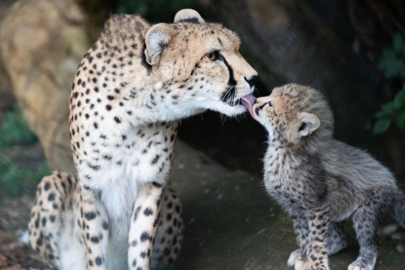 'Staycationers' Soften Pandemic Blow For Fota Wildlife Park