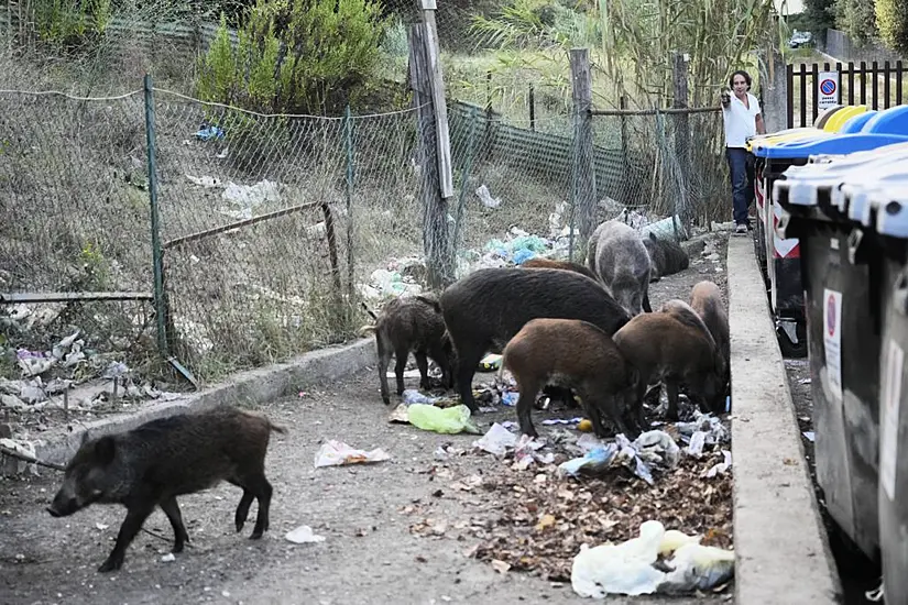 Romans Say Enough To Wild Boar Invasion