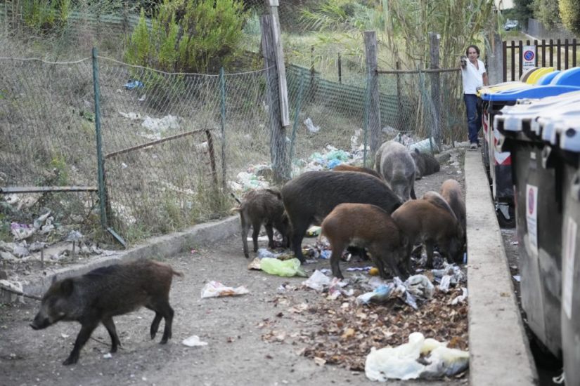 Romans Say Enough To Wild Boar Invasion