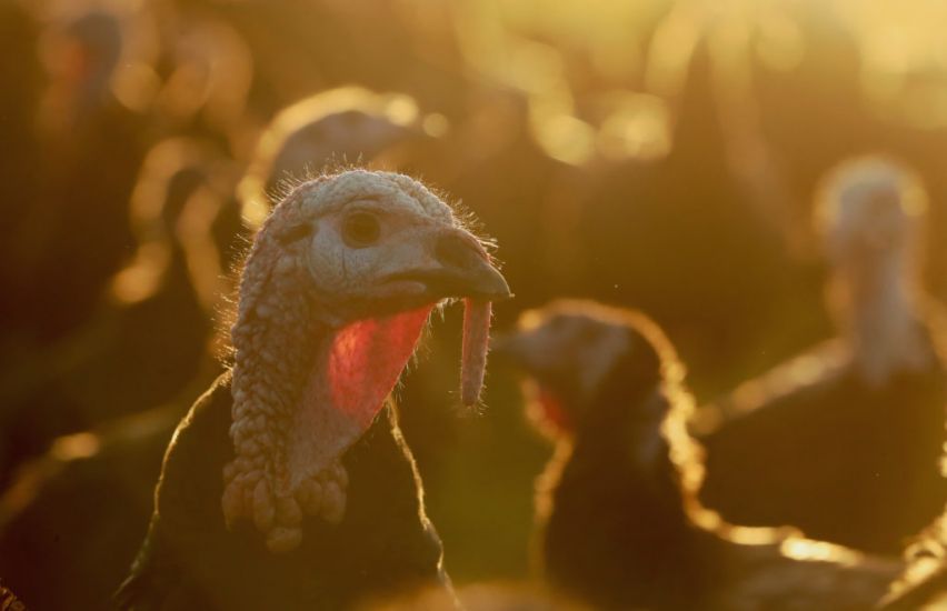Dutch To Cull Around 44,000 Turkeys To Contain Bird Flu