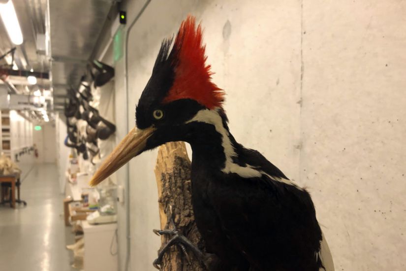 Ivory-Billed Woodpecker Among 23 Species Declared Extinct In The Us