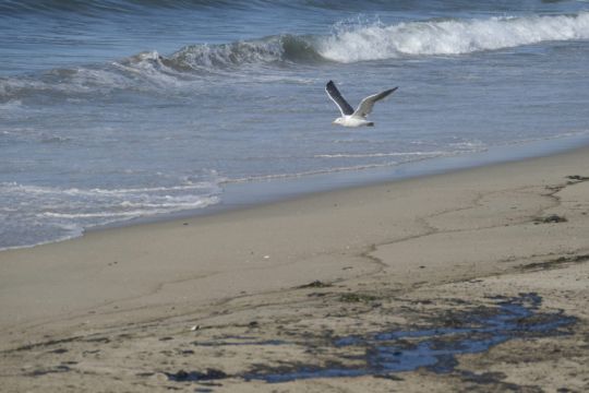 Suspected Pipeline Leak Sees Californian Beaches Hit By Major Oil Spill