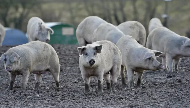 Over 600 Pigs Culled In The Uk Due To Abattoir Labour Shortages